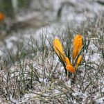 20 Winter Flowers That Bloom in the Cold