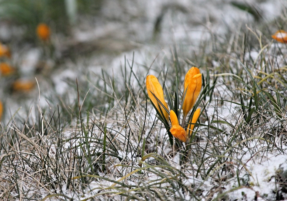 Yellow crocus flower blooming in winter