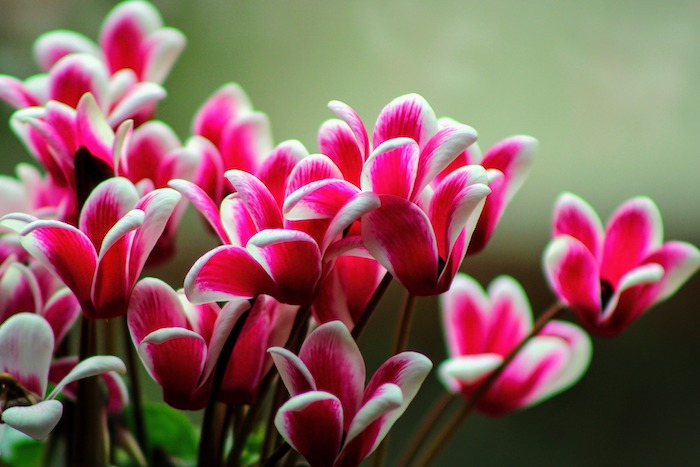 Blooming cyclamen