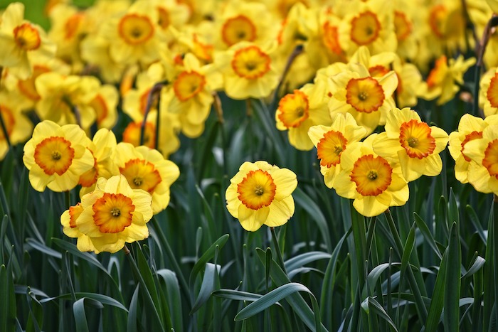 Blooming yellow daffodils