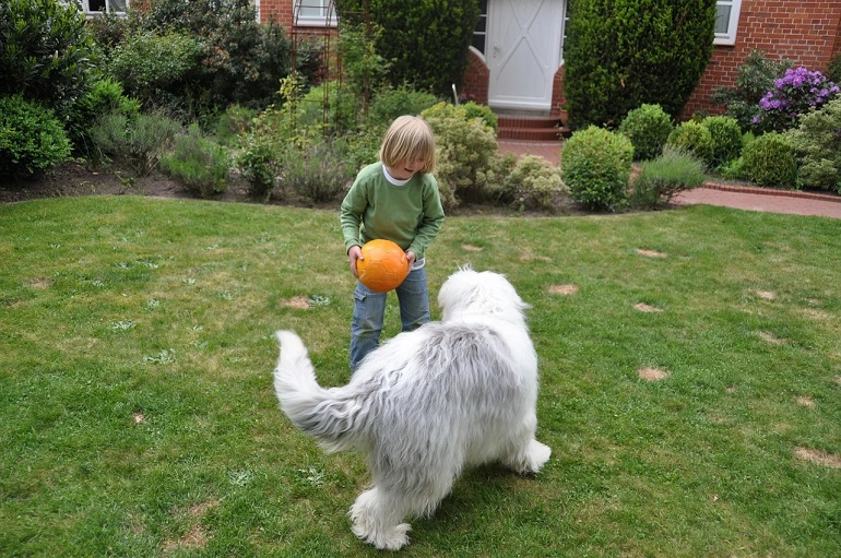 Young boy playing ball with dog in front of house