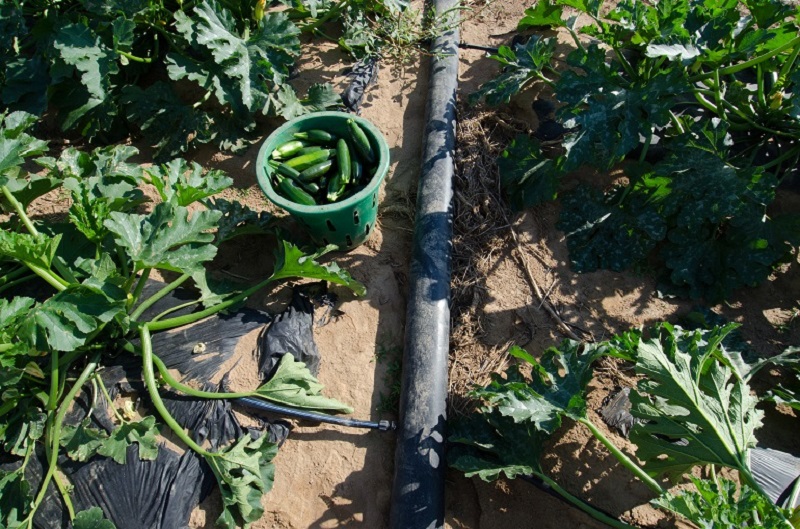Drip sprinkler system in a vegetable garden