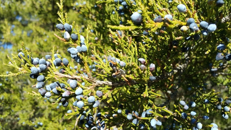 eastern red cedar tree