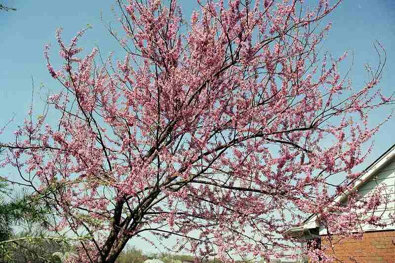 eastern redbud tree in bloom with pink flowers