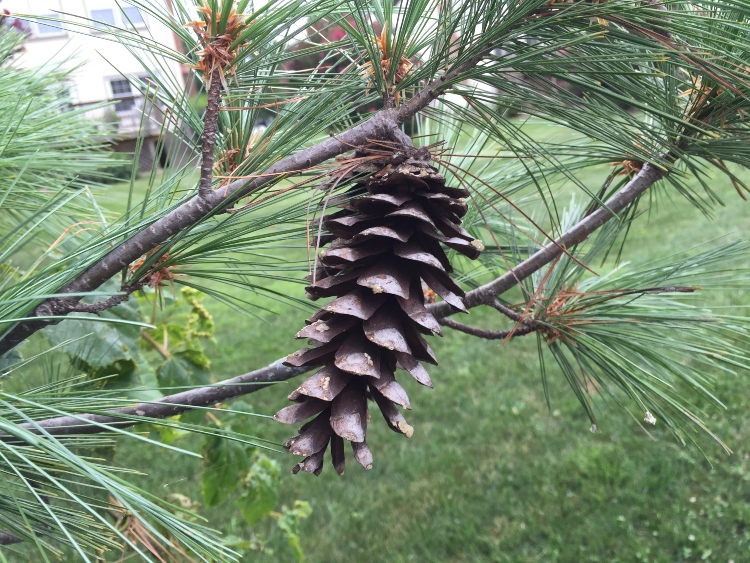 eastern white pine