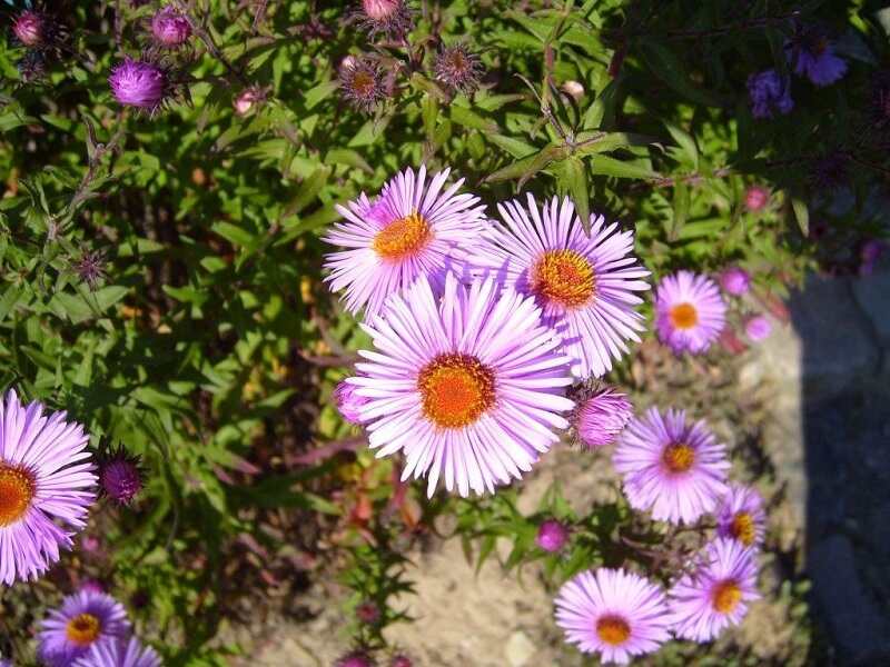 Pale lavender Elliott's aster flowers