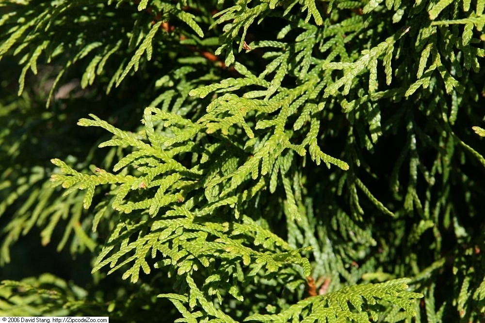 emerald green arborvitae