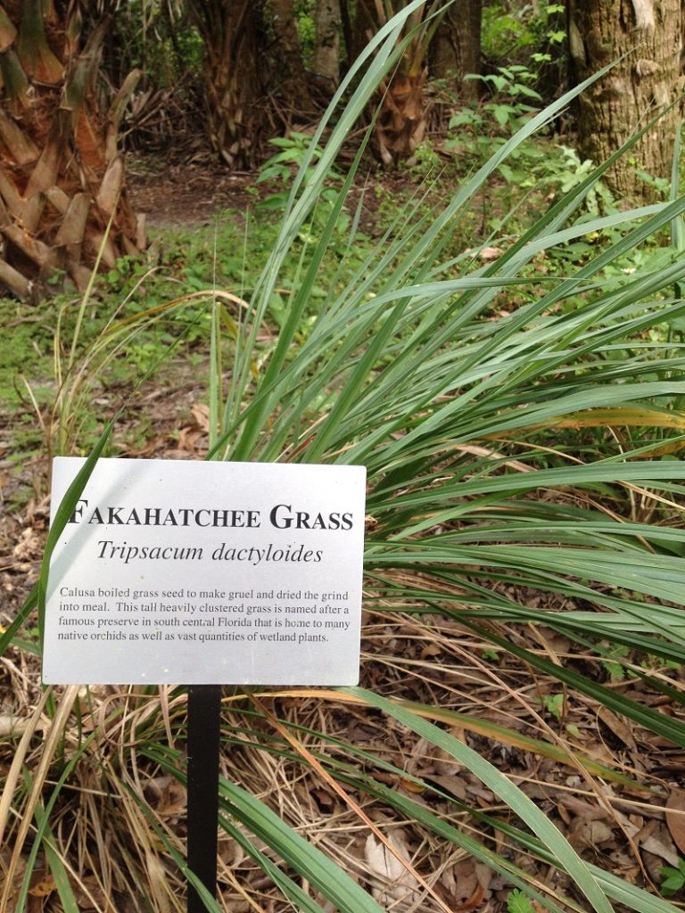 fakahatchee grass blades
