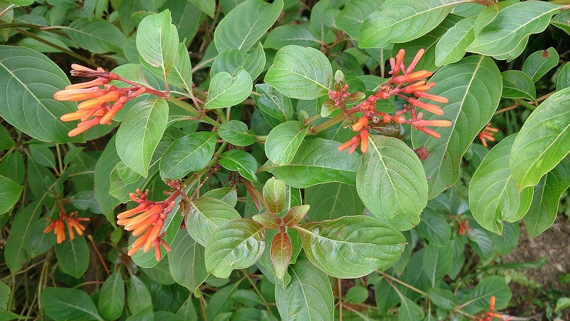 Firebush in bloom with red tubular flowers