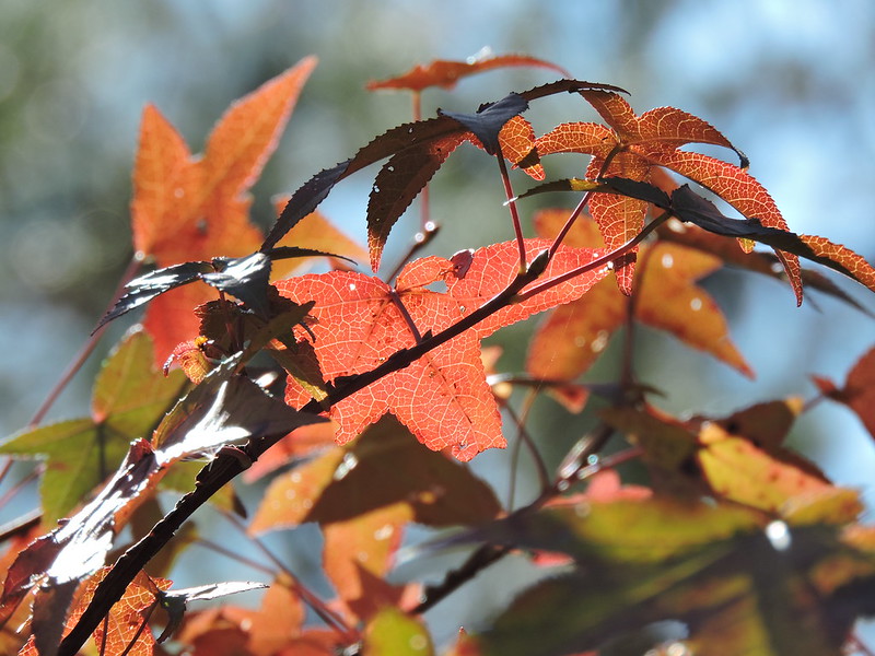 Orange leaves of Florida maple tree