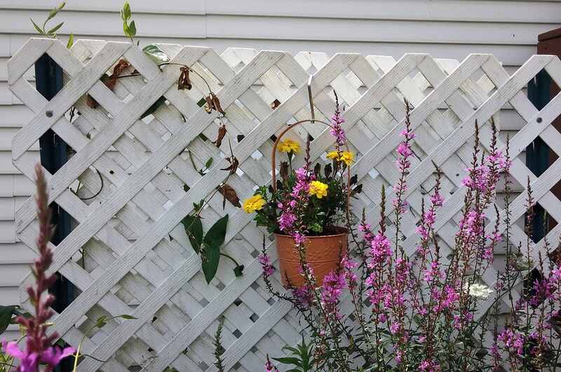 Yellow flowers in a pot hanging from a white lattice fence