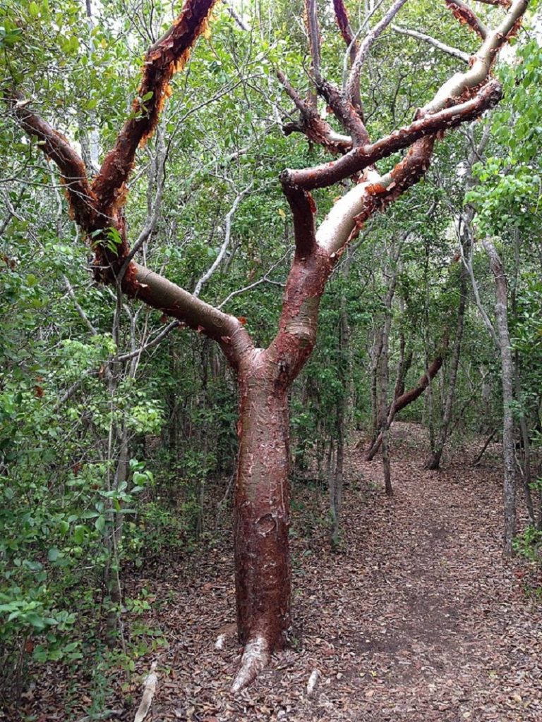 bare gumbo limbo tree
