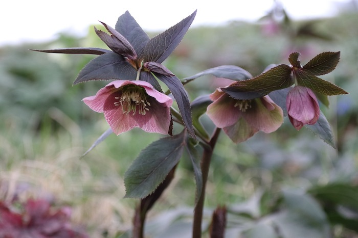Blooming hellebores