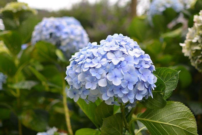 Close up of light blue hydrangea bloom