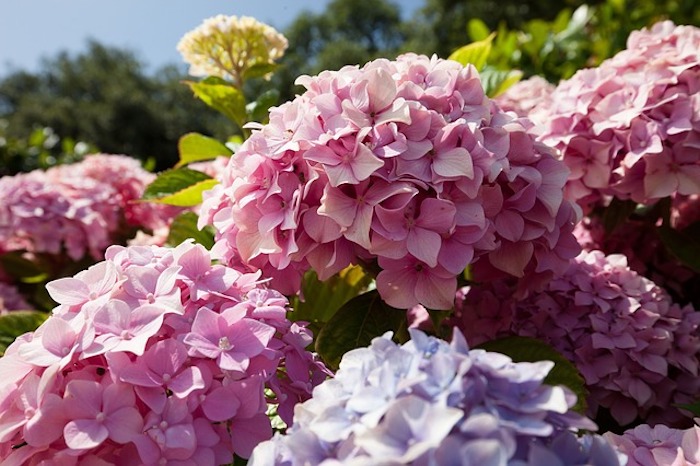 Close up of pink hydrangea perennials