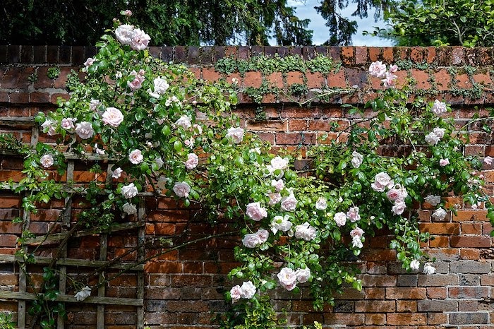 Climbing roses against brick wall