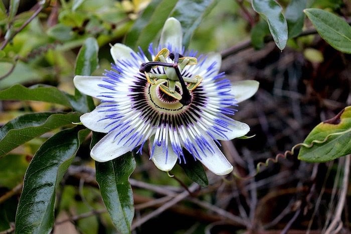 Close up of purple passion flower vine