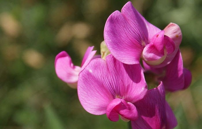 Close up of pink sweet pea flower