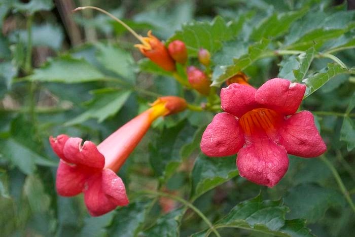 Close up of flowering trumpet vine