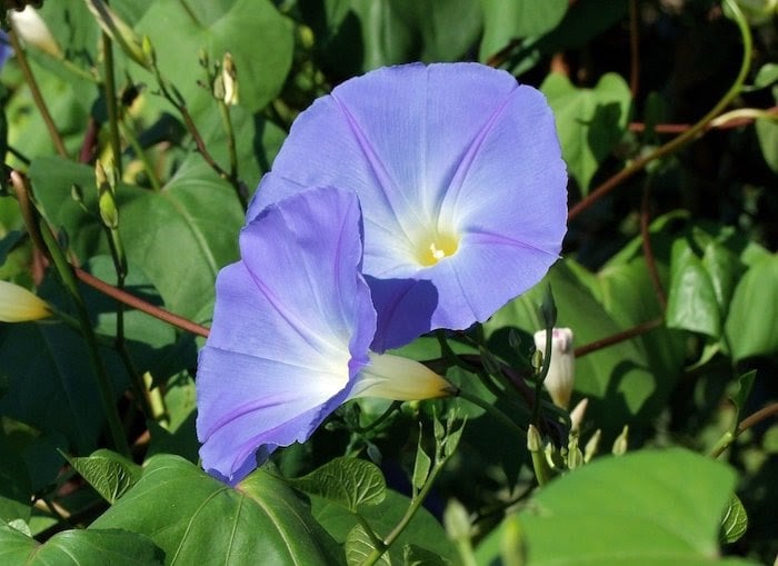 Close up of morning glory flowering vine