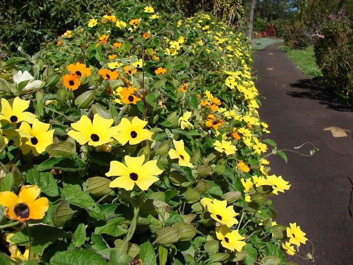 Yellow and orange black eyed Susan flowering vine