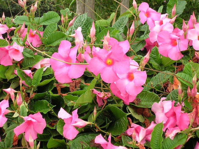 Several pink mandevilla flowers and green foliage