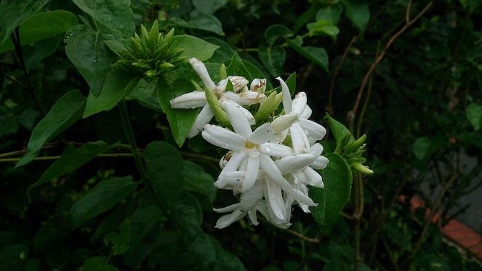 Close up of white star jasmine flowering vine against dark green foliage