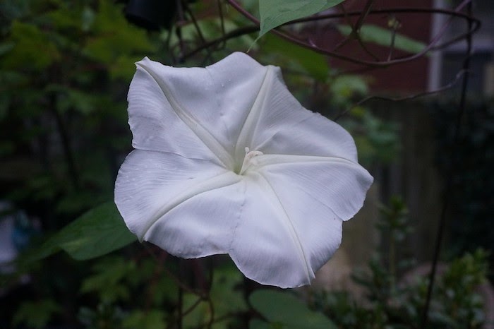 Close up of white moonflower flowering vine