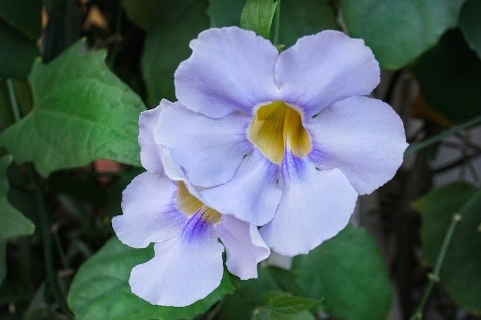 Close up of light blue sky vine