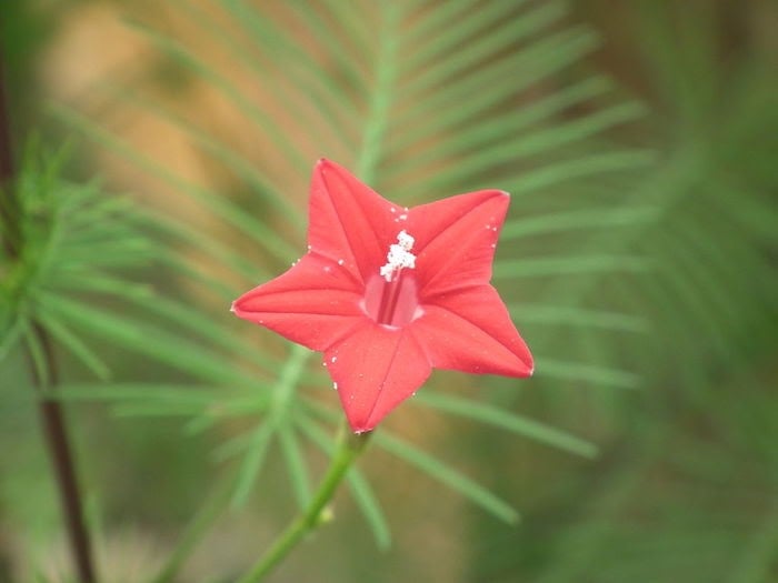 Close of red cypress vine flower