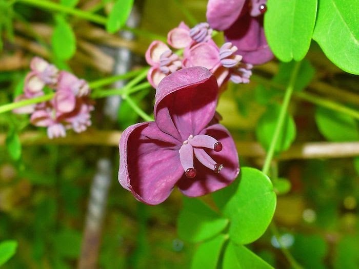 Close up of chocolate vine flower