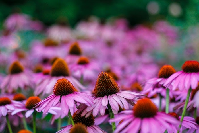 Close up of several purple coneflower perennials 