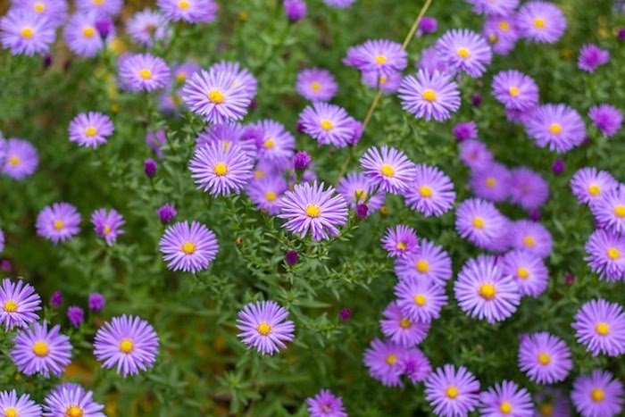 Close up of several purple aster perennials