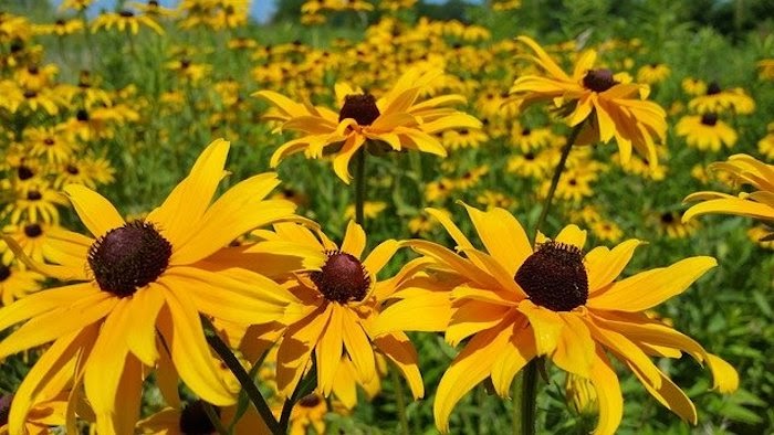 Close up of many black-eyed Susan perennials