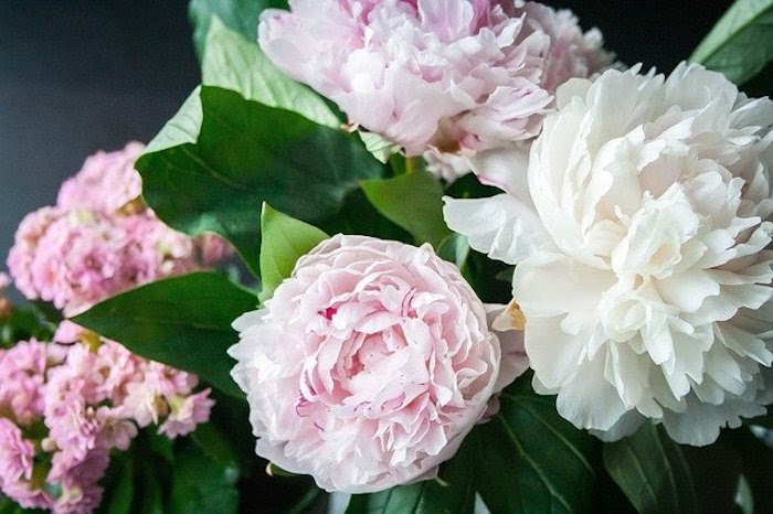 Close up of pink and white perennial peonies