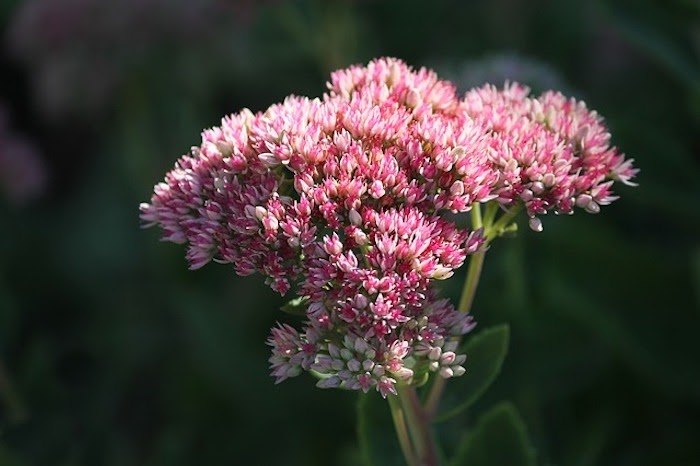 Close up of pink sedum flowers