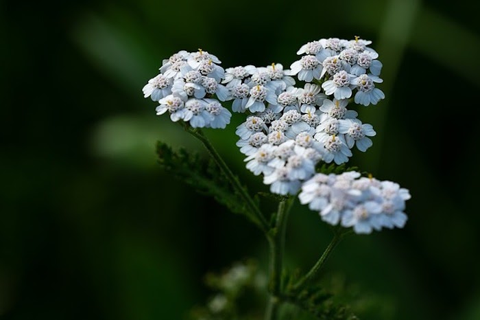 Close up of white yarrow perennial