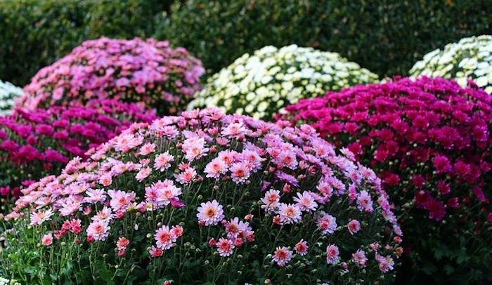 Variety of blooming chrysanthemum flowers