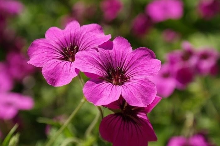 Close up of two cranesbill perennials