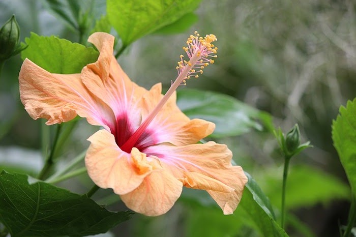 Close up of orange hibiscus perennial