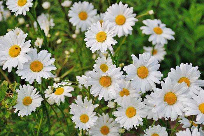 Close up of several Shasta daisy blooms