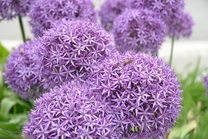 Close up of purple allium flowers