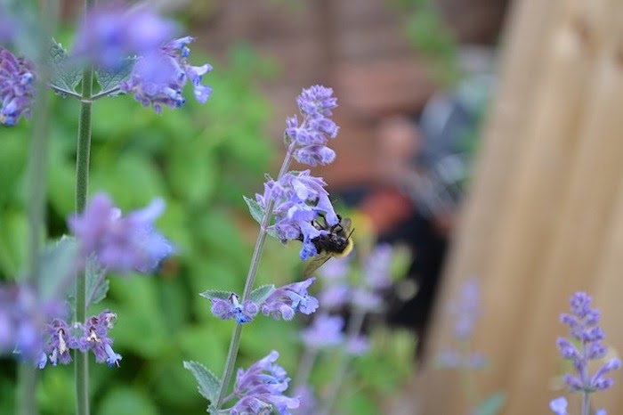 Close up of bee on catmint perennial