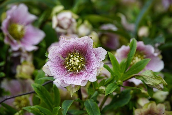 Close up of hellebore perennial flower