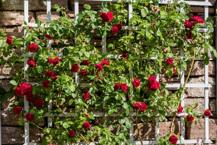 red roses growing on a white trellis against a brick wall