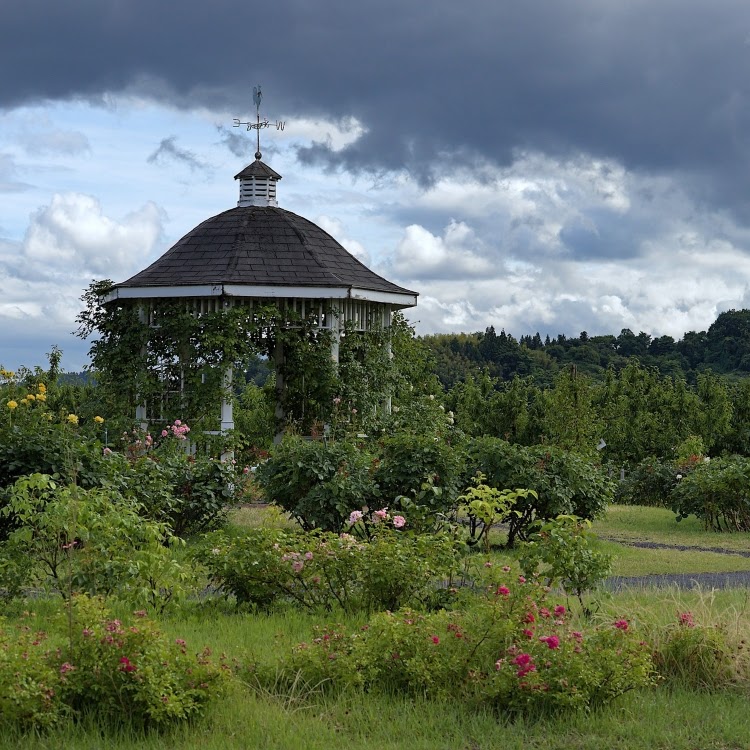 White gazebo in field with climbing plants growing on it, crowned with weather vane