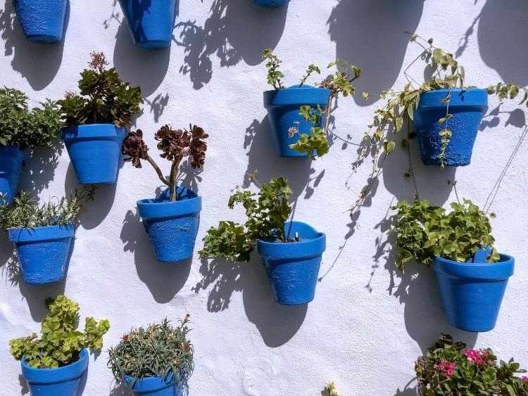 blue pots with different container plants mounted to a white wall