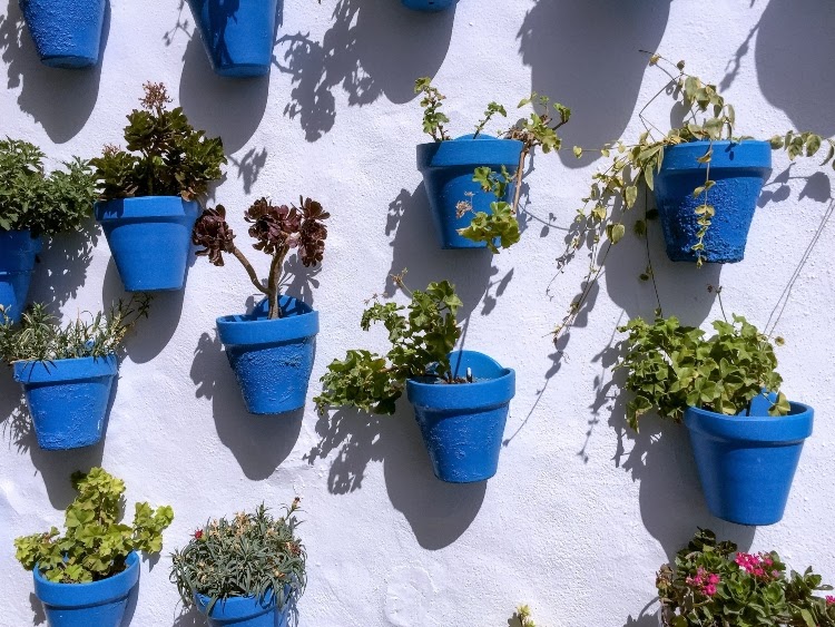 blue pots with different container plants mounted to a white wall