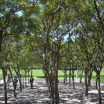 How to Landscape with Trees in Fort Worth