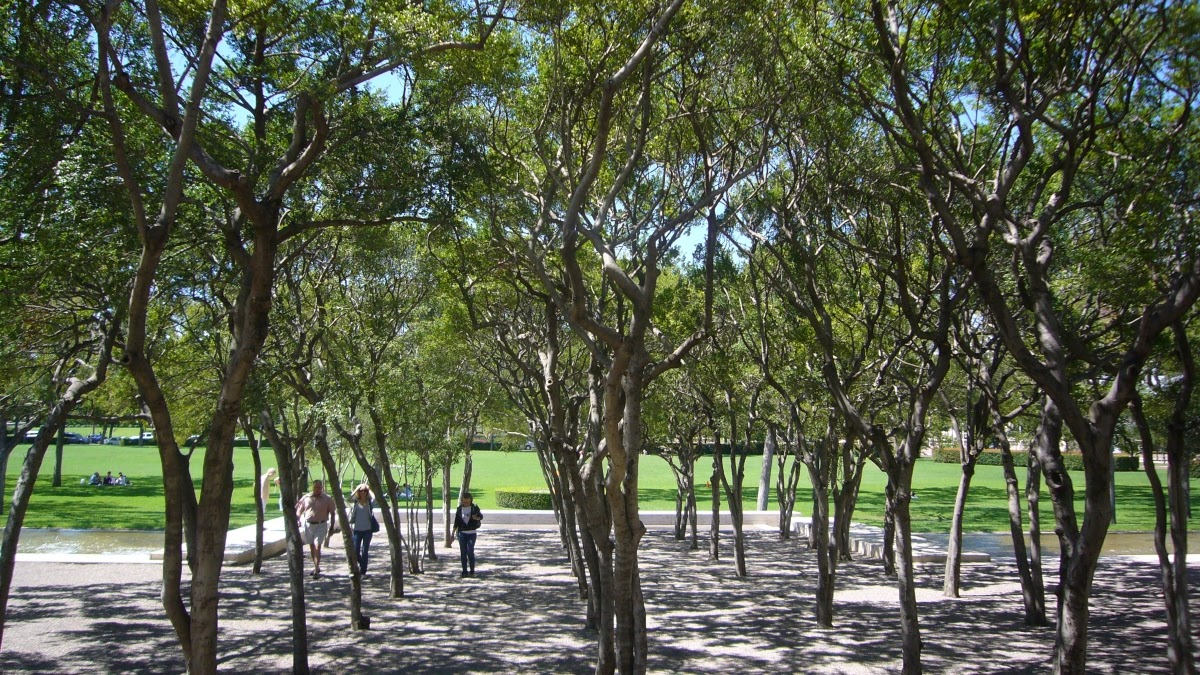 Tree-lined entrance of the Kimbell Art Museum